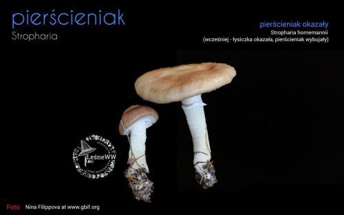 rekomendacja ptmyk pierścieniak