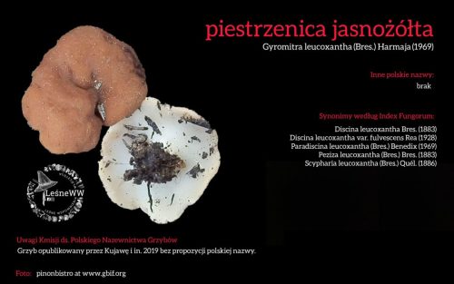 Rekomendacja-PTMyk-piestrzenica-jasnozolta