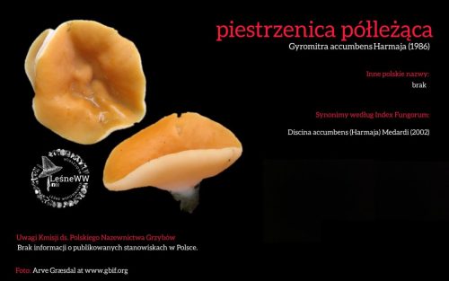 Rekomendacja-PTMyk-piestrzenica-pollezaca