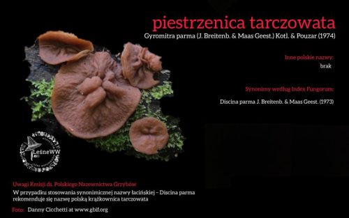 Rekomendacja-PTMyk-piestrzenica-tarczowata