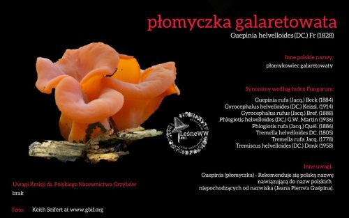 Rekomendacja-PTMyk-plomyczka-galaretowata