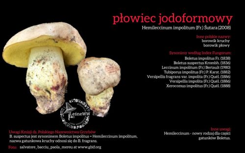 Rekomendacja-PTMyk-plowiec-jodoformowy
