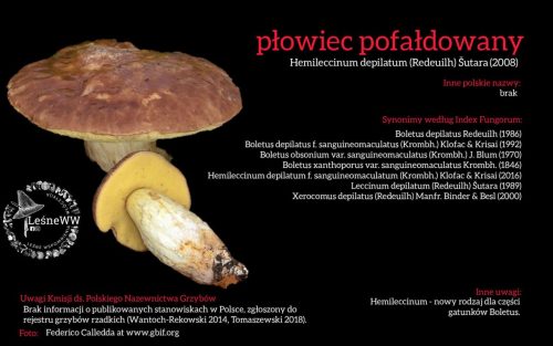 Rekomendacja-PTMyk-plowiec-pofaldowany