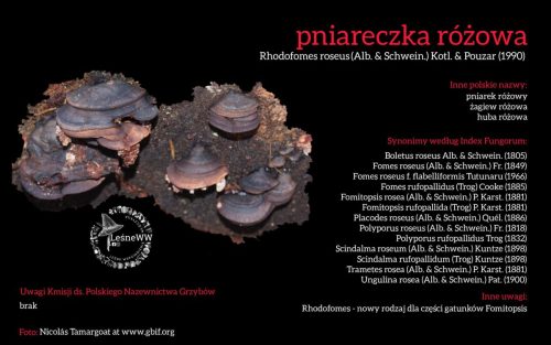 Rekomendacja-PTMyk-pniareczka-rozowa