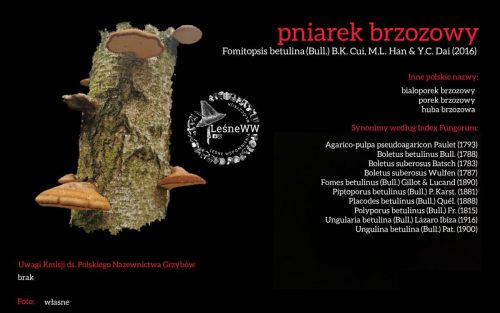 Rekomendacja-PTMyk-pniarek-brzozowy