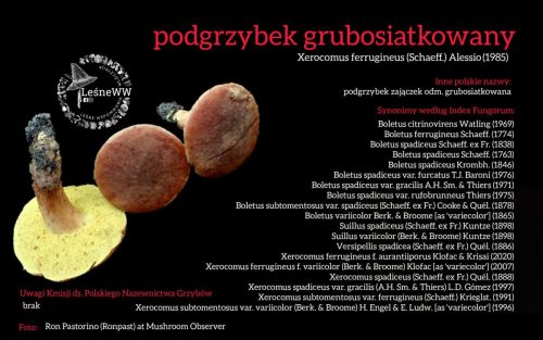 Rekomendacja-PTMyk-podgrzybek-grubosiatkowany