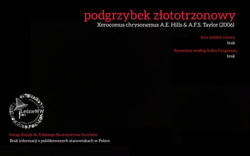 Rekomendacja-PTMyk-podgrzybek-zlototrzonowy