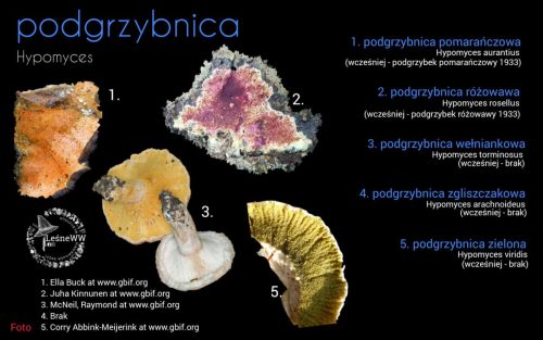 rekomendacja ptmyk podgrzybnica (2)