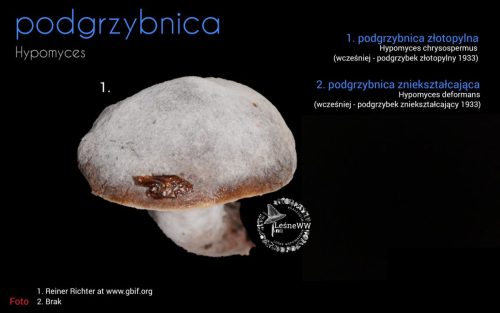 rekomendacja ptmyk podgrzybnica (3)