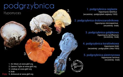 rekomendacja ptmyk podgrzybnica