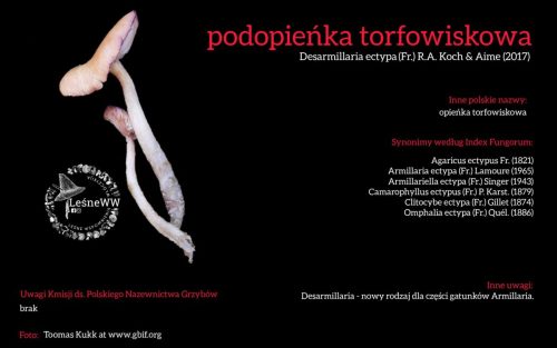 Rekomendacja-PTMyk-podopienka-torfowiskowa