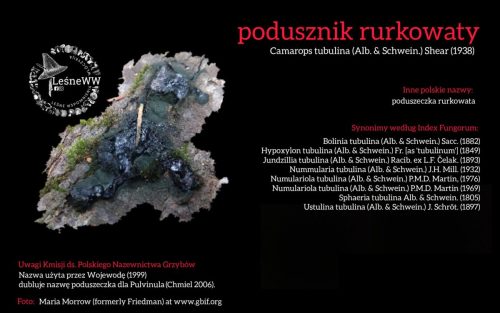 Rekomendacja-PTMyk-podusznik-rurkowaty