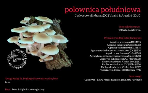 Rekomendacja-PTMyk-polownica-poludniowa