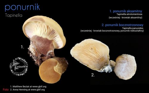 rekomendacja ptmyk ponurnik