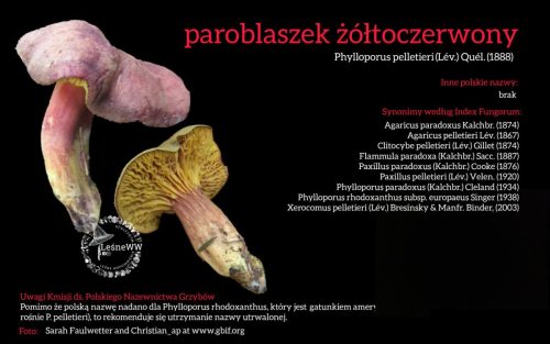 Rekomendacja-PTMyk-poroblaszek-zoltoczerwony