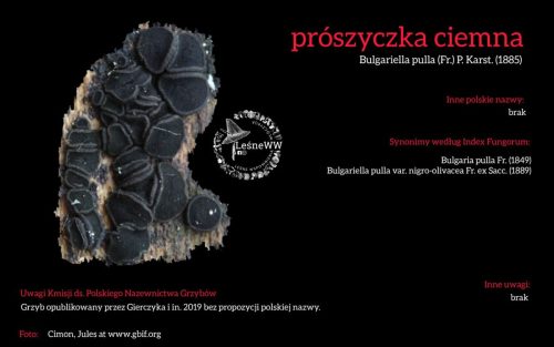 Rekomendacja-PTMyk-proszyczka-ciemna