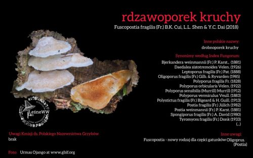 Rekomendacja-PTMyk-rdzawoporek-kruchy