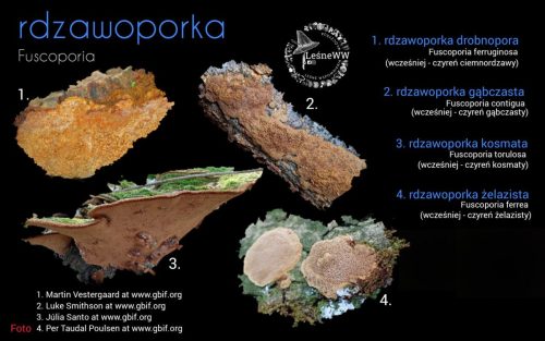 rekomendacja ptmyk rdzawoporka