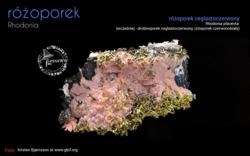 rekomendacja ptmyk różoporek