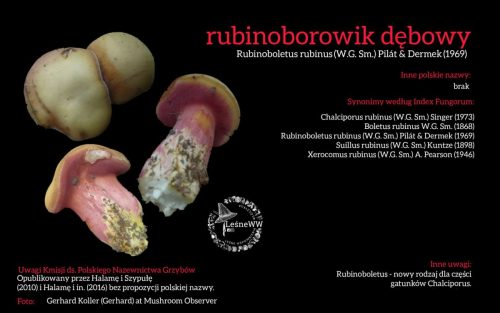 Rekomendacja-PTMyk-rubinoborowik-debowy