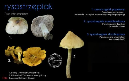 rekomendacja ptmyk rysostrzępiak (2)