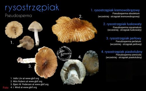 rekomendacja ptmyk rysostrzępiak