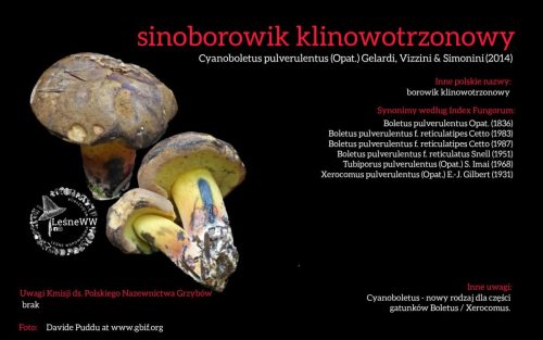 Rekomendacja-PTMyk-sinoborowik-klinowotrzonowy