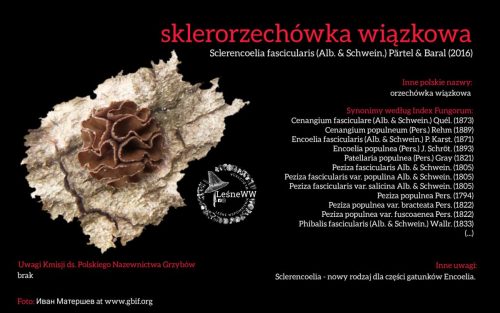 Rekomendacja-PTMyk-sklerorzechowka-wiazkowa