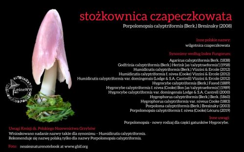 Rekomendacja-PTMyk-stozkownica-czapeczkowata