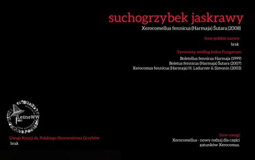 Rekomendacja-PTMyk-suchogrzybek-jaskrawy