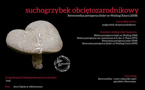 Rekomendacja-PTMyk-suchogrzybek-obcietozarodnikowy