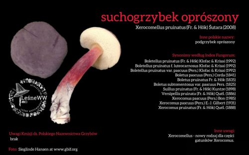 Rekomendacja-PTMyk-suchogrzybek-oproszony