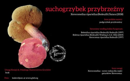 Rekomendacja-PTMyk-suchogrzybek-przybrzezny