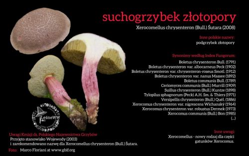 Rekomendacja-PTMyk-suchogrzybek-zlotopory