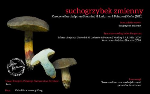 Rekomendacja-PTMyk-suchogrzybek-zmienny
