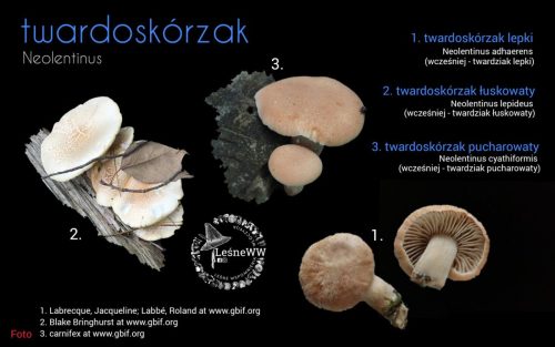 rekomendacja ptmyk twardoskórzak
