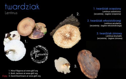 rekomendacja ptmyk twardziak