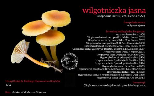 Rekomendacja-PTMyk-wilgotniczka-jasna