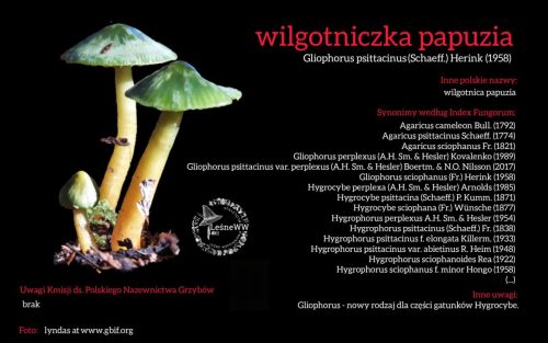 Rekomendacja-PTMyk-wilgotniczka-papuzia