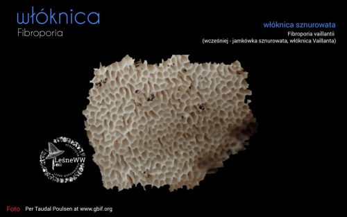 rekomendacja ptmyk włóknica