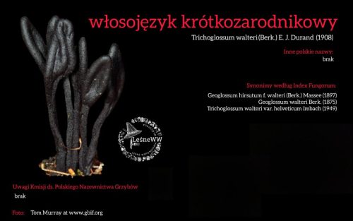 Rekomendacja-PTMyk-wlosojezyk-krotkozarodnikowy