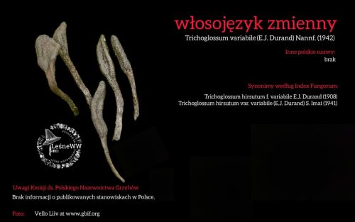 Rekomendacja-PTMyk-wlosojezyk-zmienny
