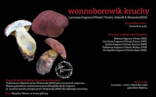 Rekomendacja-PTMyk-wonnoborowik-kruchy