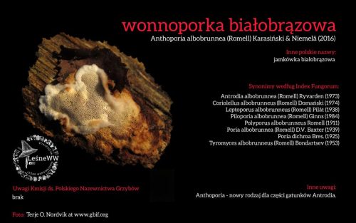 Rekomendacja-PTMyk-wonnoporka-bialobrazowa