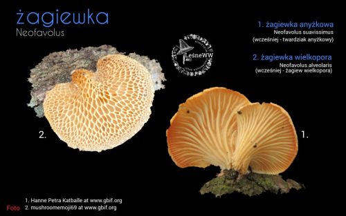 rekomendacja ptmyk żagiewka