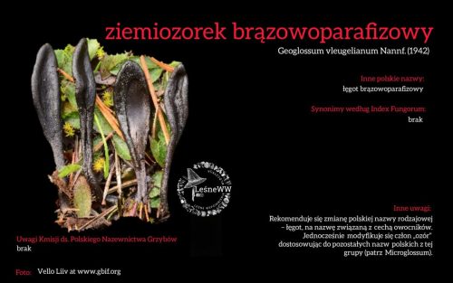 Rekomendacja-PTMyk-ziemiozorek-brazowoparafizowy