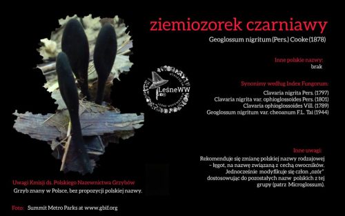 Rekomendacja-PTMyk-ziemiozorek-czarniawy