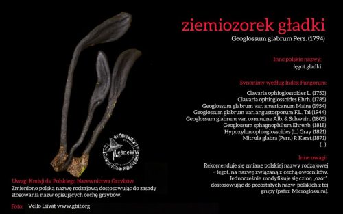 Rekomendacja-PTMyk-ziemiozorek-gladki