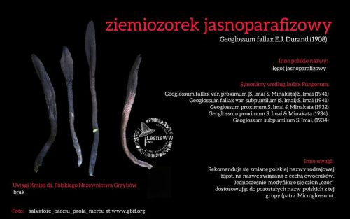 Rekomendacja-PTMyk-ziemiozorek-jasoparafizowy