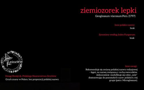 Rekomendacja-PTMyk-ziemiozorek-lepki